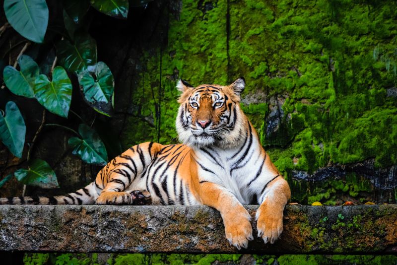 Tiger Deaths in Madhya Pradesh Raise Conservation Concerns