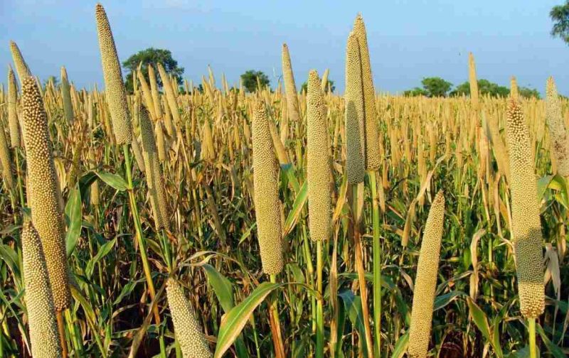 India Promotes Millets as Climate-Resilient Crops for Farmers