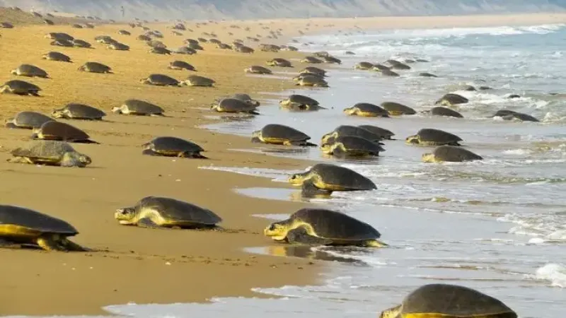 Odisha Continues Coastal Conservation Initiatives